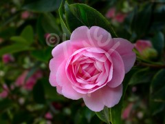 TASMANIA Pink Rose